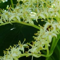水戸の樹木の花(10)