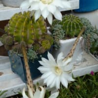2025/06/21サボテンの花大豪丸