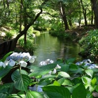 長居植物園の花菖蒲