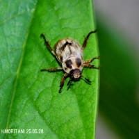 セマダラコガネ