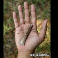 世界で最も小さな人類の化石がインドネシアの離島にあるおよそ70万年前の地層から見つかった