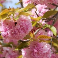 八重桜二種　ネモフィラ