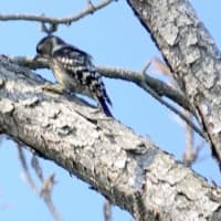 06/27探鳥記録写真：２０２５年4月に出会った鳥たち①