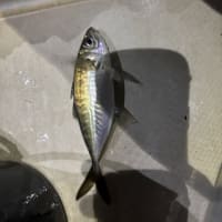 今夜も木更津沖ナイト便