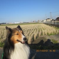 小次郎と動物－ヒバリ（雲雀）－