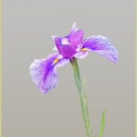 花菖蒲が咲き出した⑦