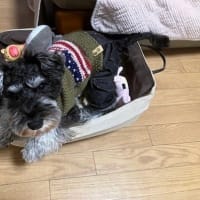 パパ・ママ・お姉ちゃん達