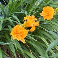 朝散歩と庭の花