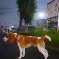 今日の夜さんぽ。