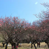 （ブログ）2023.2.26　大高緑地公園の梅を撮りに行きました