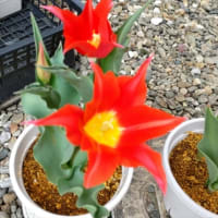 チューリップ、午前と午後の形　＆　芝刈りスタート