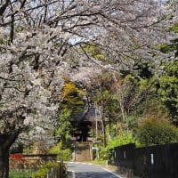 武蔵国分寺史跡の桜