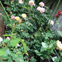 24/5/8　”LA VIE EN ROSE”の生育状態：　激しい雨が降って美しく咲いたバラが傷んで
