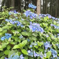 紫陽花