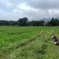 お休みします