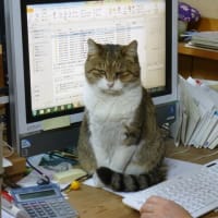 今日のねこ