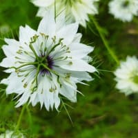 ニゲラの花「蕾から種まで」