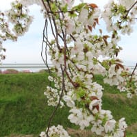 幻の山桜２世－田中の広場に咲く