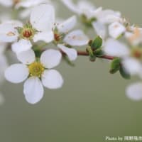「雪柳/ゆきやなぎ×5枚。」