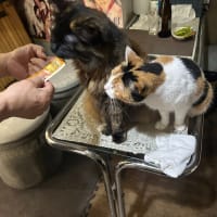 看板猫のいるお店で猫飲み スナック仔猫さん (2408)
