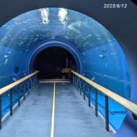 ２０２５．６・１３　琵琶湖博物館その２水族展示室