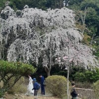 桜の京都。