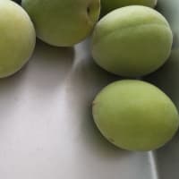 青梅の季節