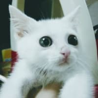 #ミルコ が家族に見守られ虹の橋を渡りました。満19歳でした。2024年2月24日(土)21:27 #保護猫 #白猫 #猫の居る暮らし #猫 #cat