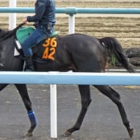 【ブルータス】最終追い切りやや不安！？ 6/28福島12R・出走確定