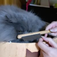 第14回 インターペットに行ってきました！（後編）