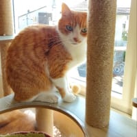 久々に数えてみました(今日の代表ちゃっくん)