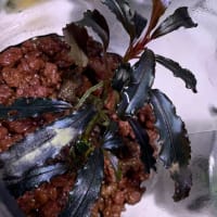 【買取り植物】ブセファランドラ、アヌビアスナナ