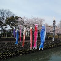 サクラと鯉のぼり