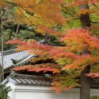 三渓園の紅葉