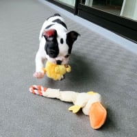 カミカミ王子に結んだガムを…