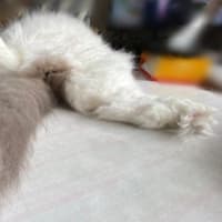 セクシーショット