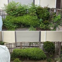 個人邸駐車場後ろに植えられている垣根の整理作業
