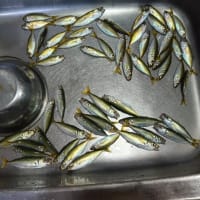 鯵釣り