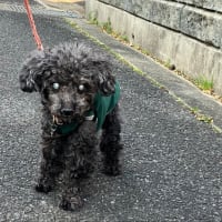 べべの蛋白漏出性腸症13