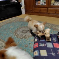 高槻プレミアム付商品券を購入しました