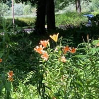 昭和記念公園を走りました。