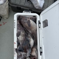 釣果情報