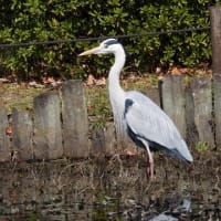 大仙公園の野鳥（２０２５年３月１０日）
