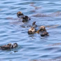 子どもラッコもプカプカ浮かぶ