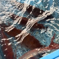 サバにイワシにトラウトにキンキ