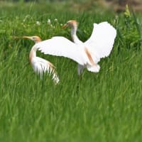 アマサギ