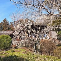 茨城県水戸市の偕楽園２０２４年の春・・梅花は満開