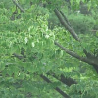 従妹に野菜貰う