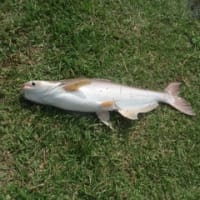 カピンブリで釣り！