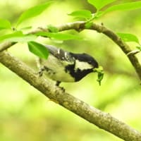 ヒガラも子育て中です